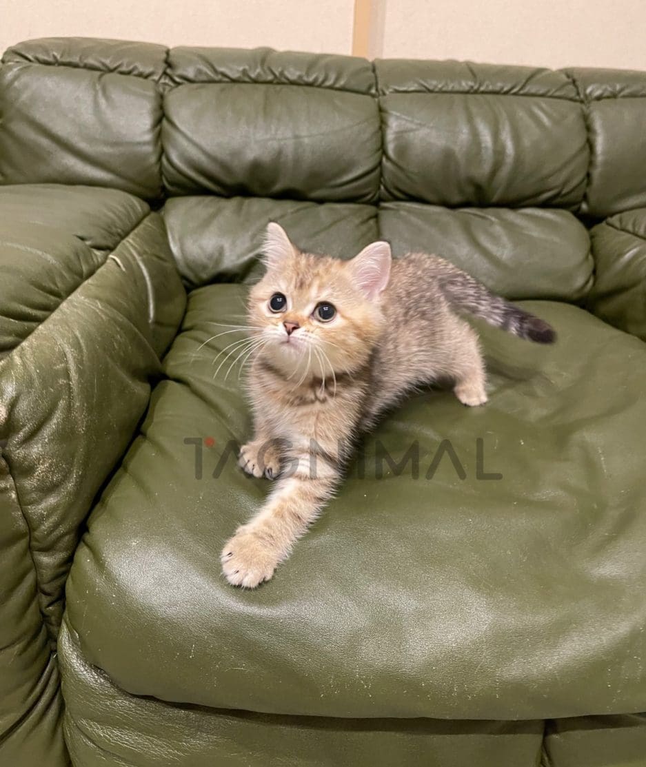 British shorthair kitten for sale, cat for sale at Tagnimal