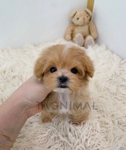 Maltipoo puppy for sale, dog for sale at Tagnimal