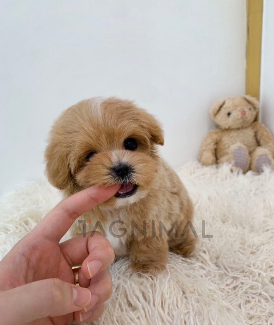 Maltipoo puppy for sale, dog for sale at Tagnimal