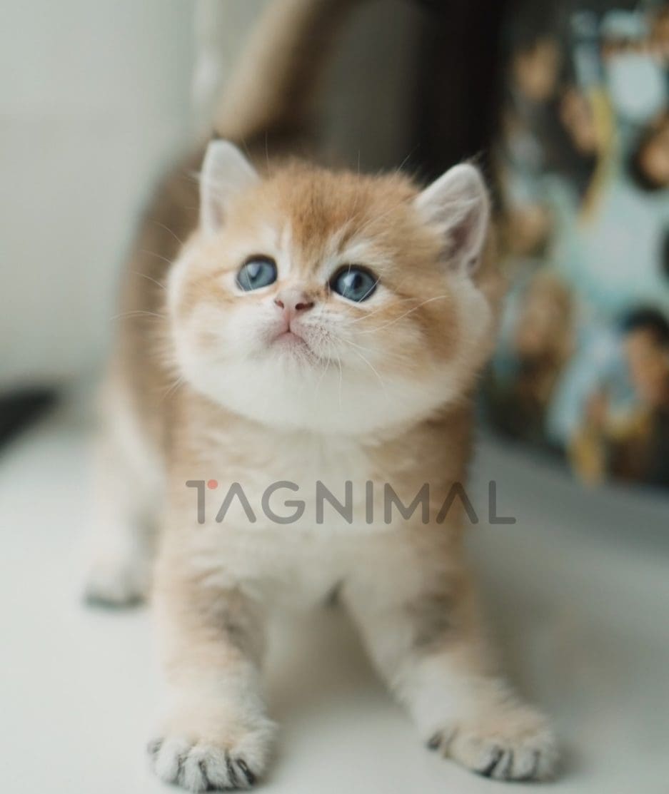 Scottish Straight kitten for sale, cat for sale at Tagnimal