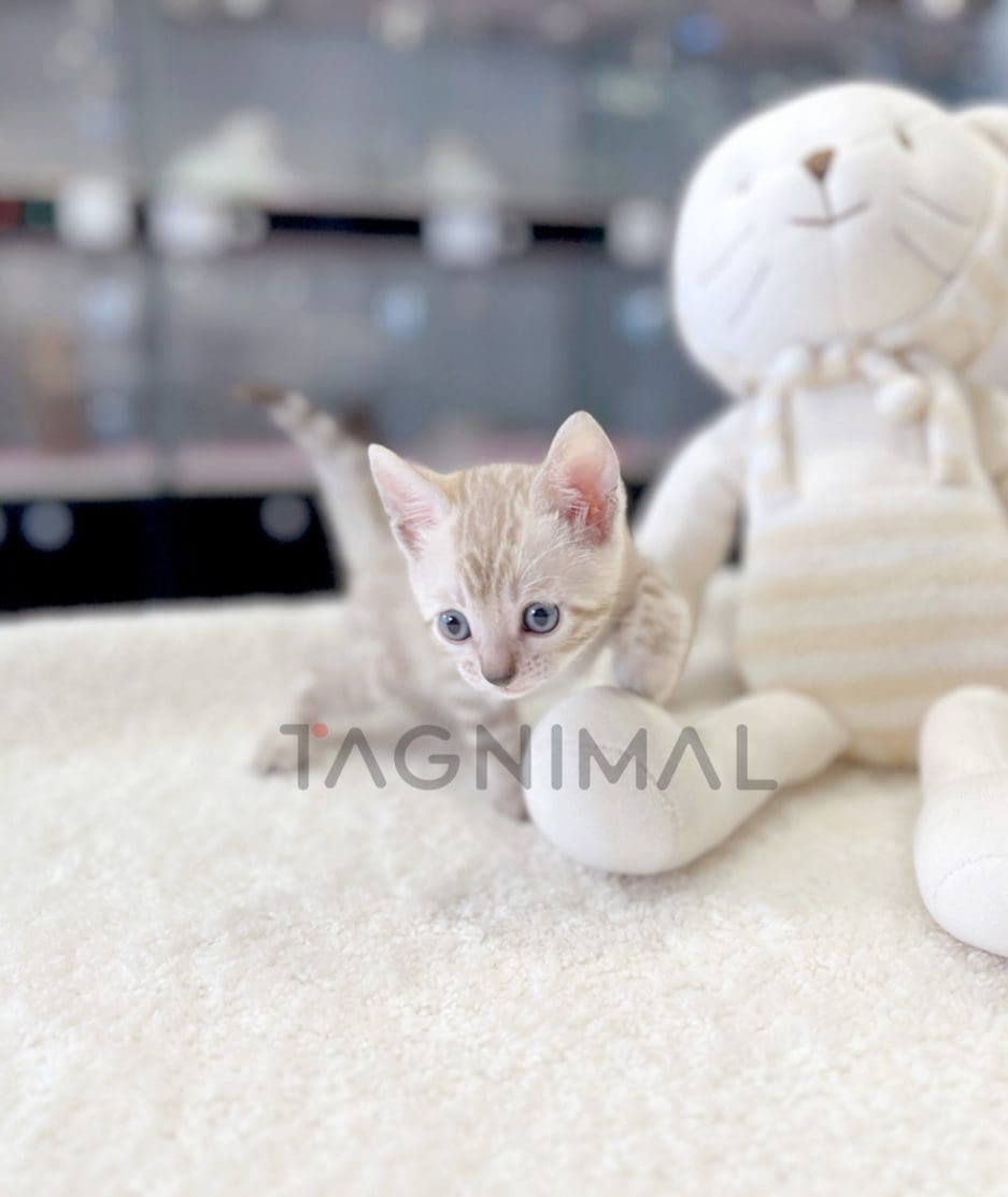 Bengal shorthair kitten for sale, cat for sale at Tagnimal