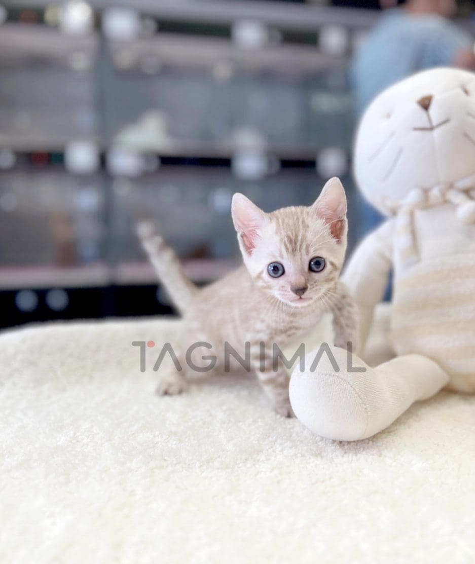 Bengal shorthair kitten for sale, cat for sale at Tagnimal