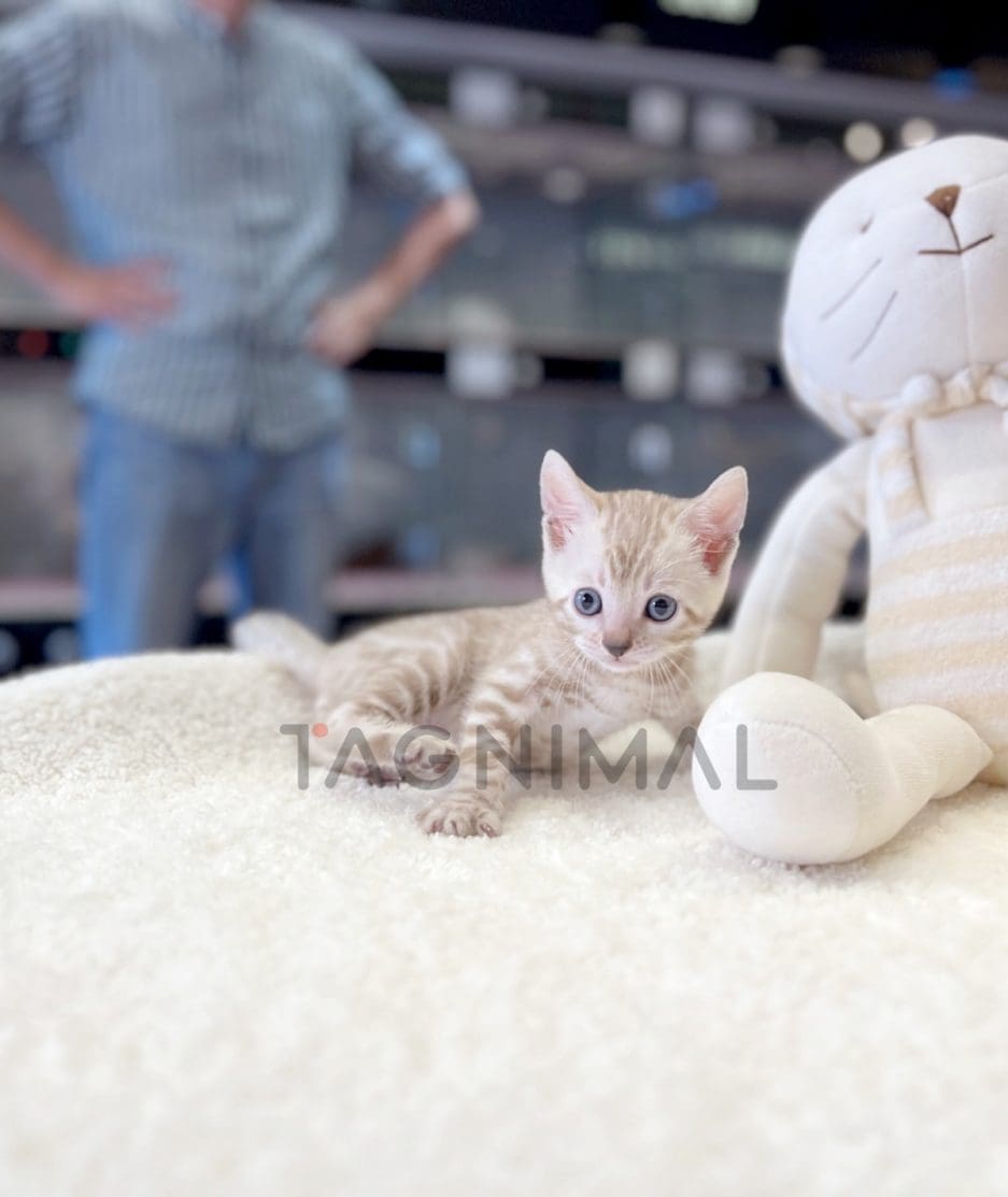 Bengal shorthair kitten for sale, cat for sale at Tagnimal