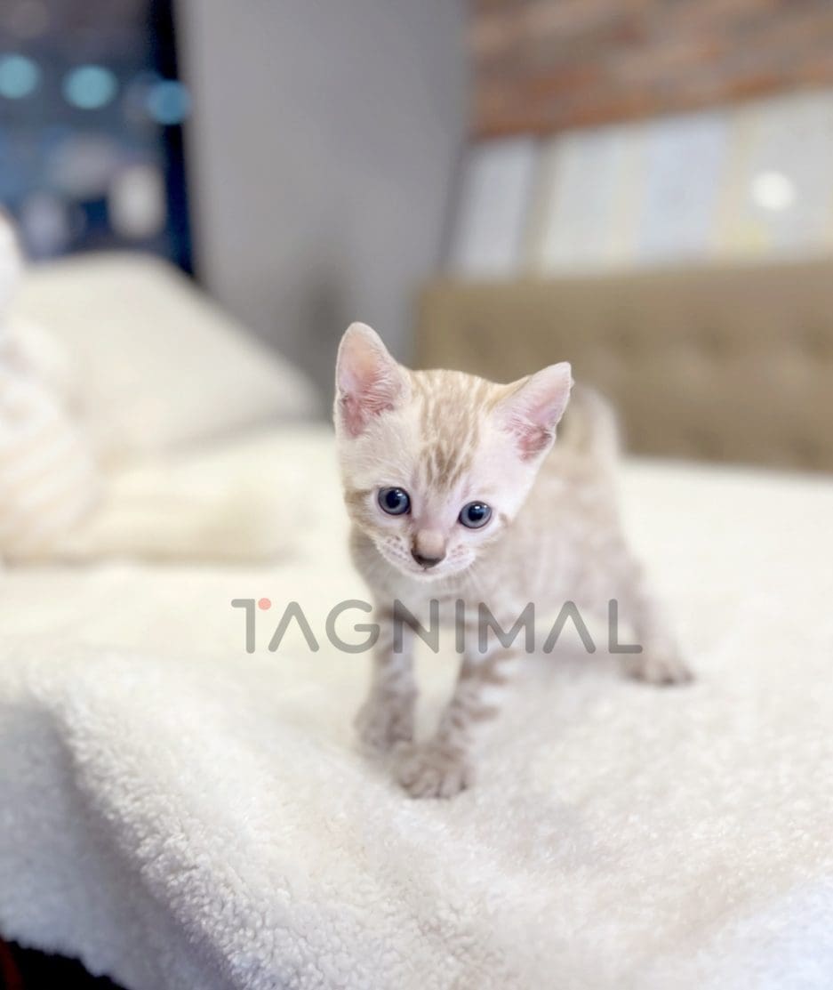 Bengal shorthair kitten for sale, cat for sale at Tagnimal