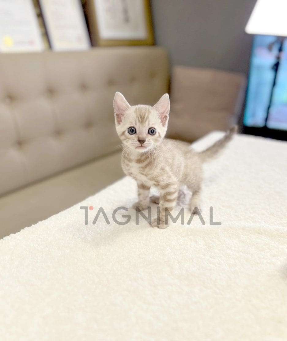 Bengal shorthair kitten for sale, cat for sale at Tagnimal