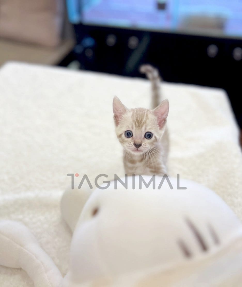 Bengal shorthair kitten for sale, cat for sale at Tagnimal