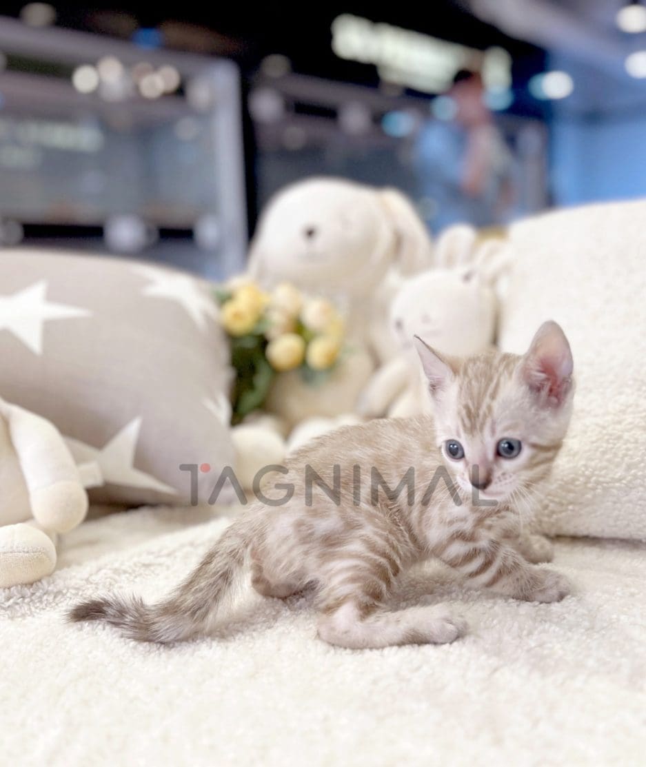 Bengal shorthair kitten for sale, cat for sale at Tagnimal