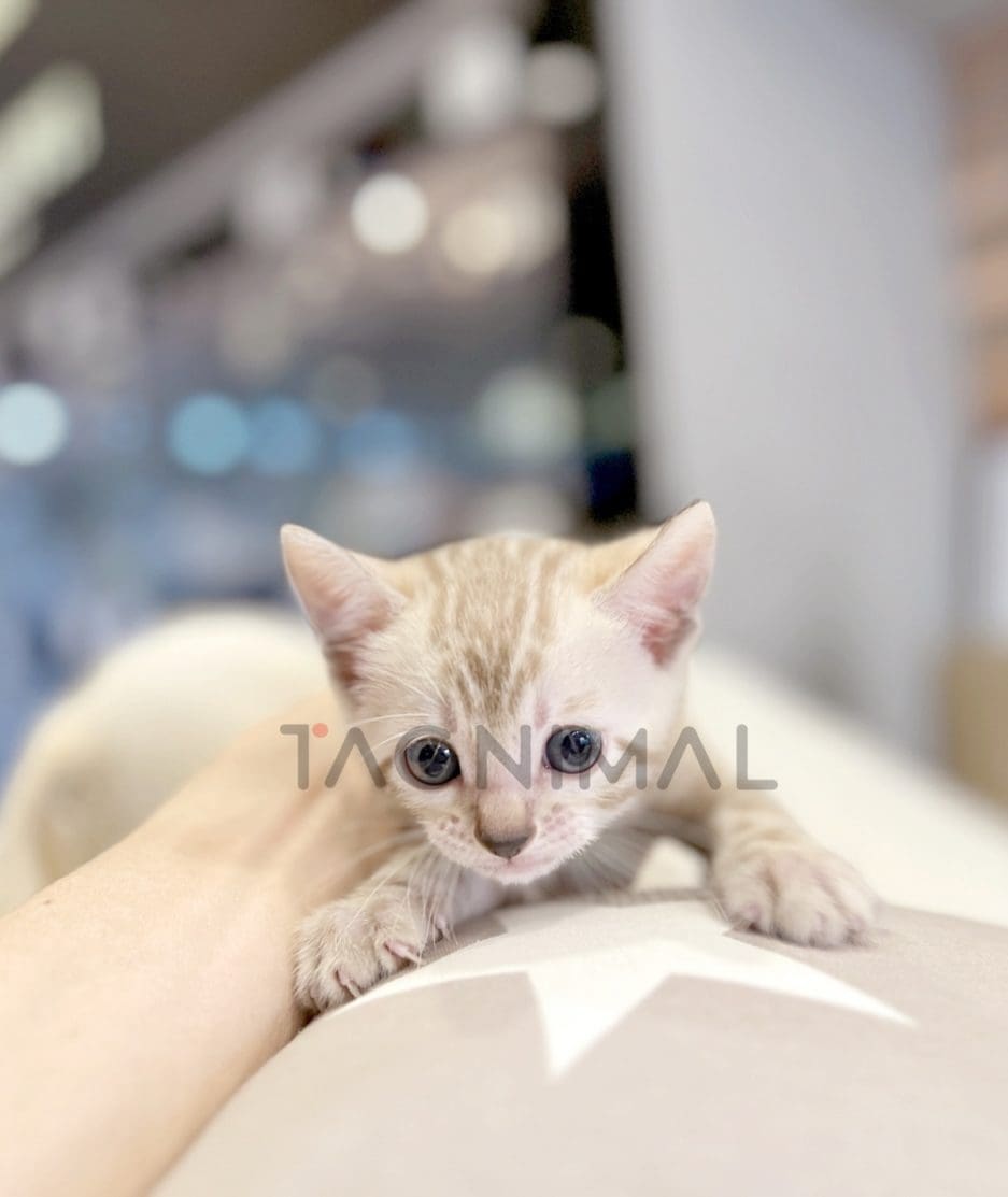 Bengal shorthair kitten for sale, cat for sale at Tagnimal