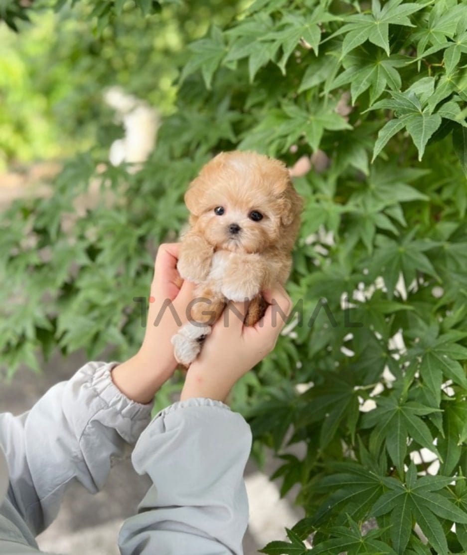 Maltipoo puppy for sale, dog for sale at Tagnimal