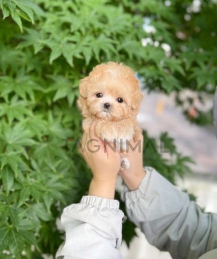 Maltipoo puppy for sale, dog for sale at Tagnimal