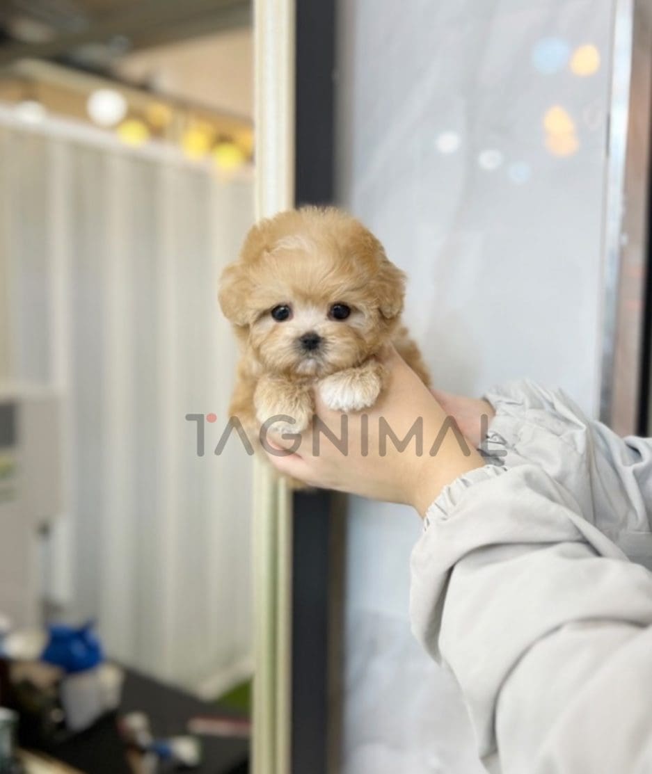 Maltipoo puppy for sale, dog for sale at Tagnimal