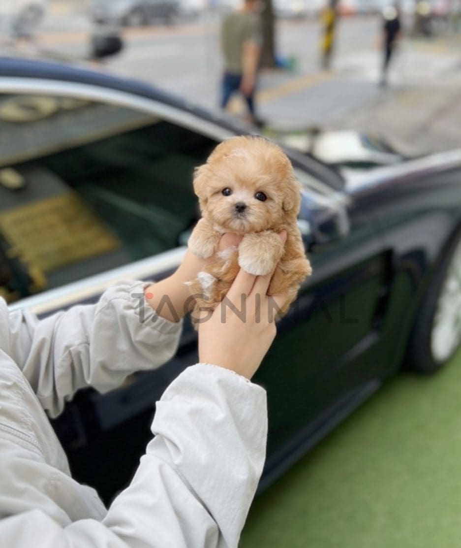 Maltipoo puppy for sale, dog for sale at Tagnimal