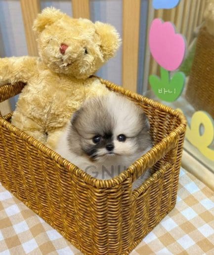 Pomeranian puppy for sale, dog for sale at Tagnimal