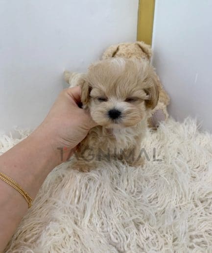 Maltipoo puppy for sale, dog for sale at Tagnimal