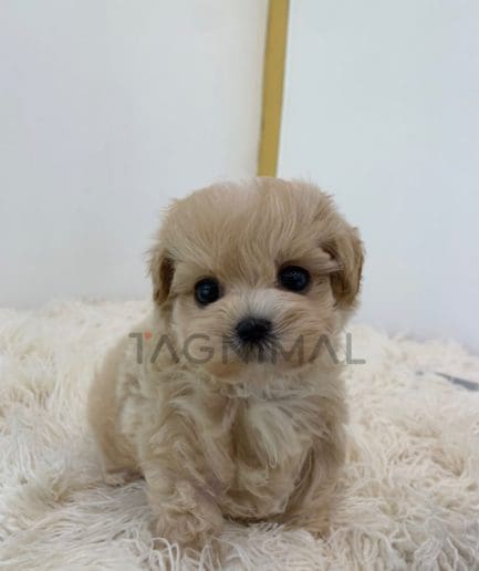 Maltipoo puppy for sale, dog for sale at Tagnimal