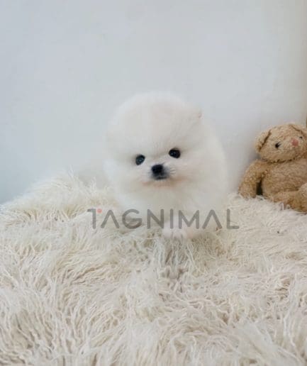 Pomeranian puppy for sale, dog for sale at Tagnimal