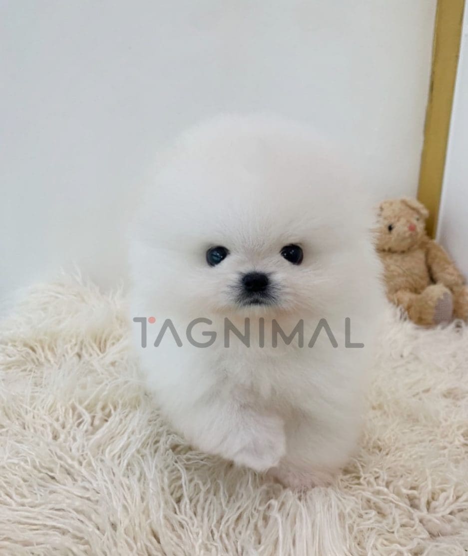 Pomeranian puppy for sale, dog for sale at Tagnimal