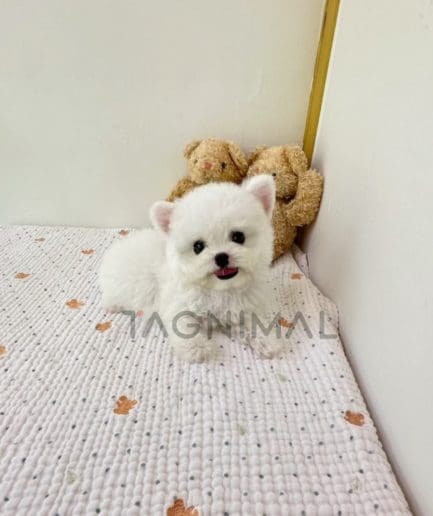 Bichon puppy for sale, dog for sale at Tagnimal