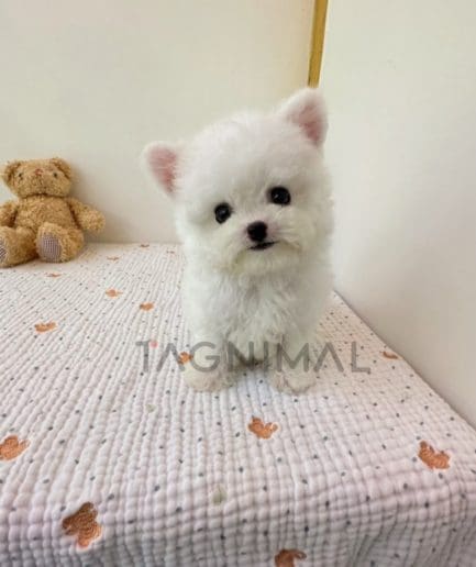 Bichon puppy for sale, dog for sale at Tagnimal