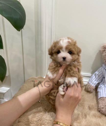 Maltipoo puppy for sale, dog for sale at Tagnimal