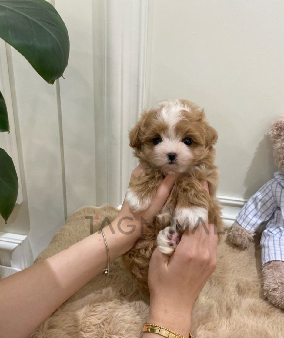 Maltipoo puppy for sale, dog for sale at Tagnimal