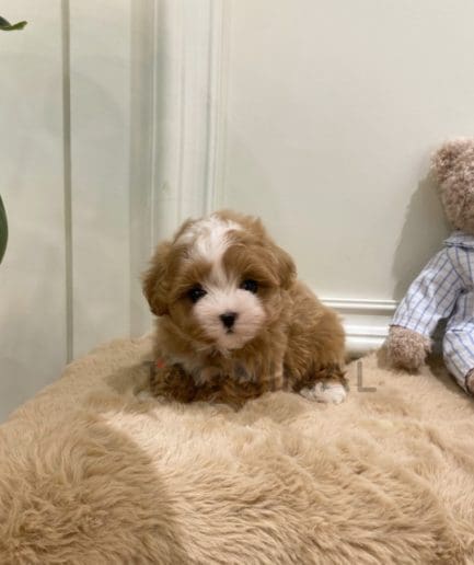 Maltipoo puppy for sale, dog for sale at Tagnimal