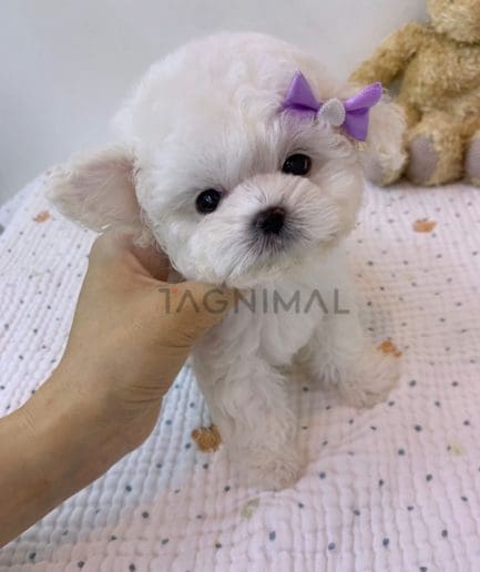 Bichon puppy for sale, dog for sale at Tagnimal