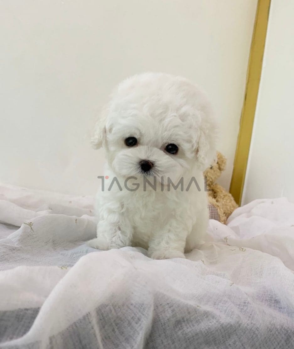 Bichon puppy for sale, dog for sale at Tagnimal