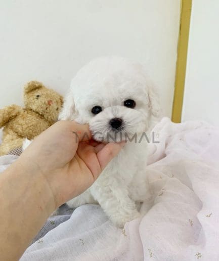 Bichon puppy for sale, dog for sale at Tagnimal