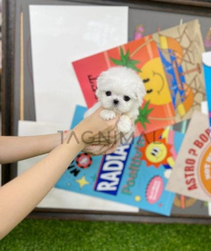 Maltese puppy for sale, dog for sale at Tagnimal