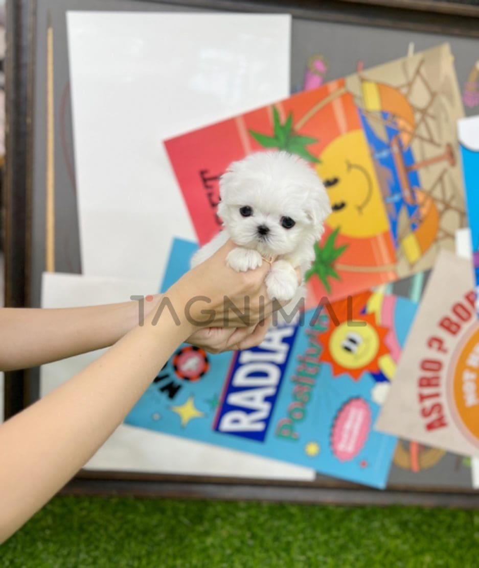 Maltese puppy for sale, dog for sale at Tagnimal