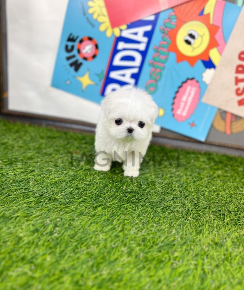 Maltese puppy for sale, dog for sale at Tagnimal