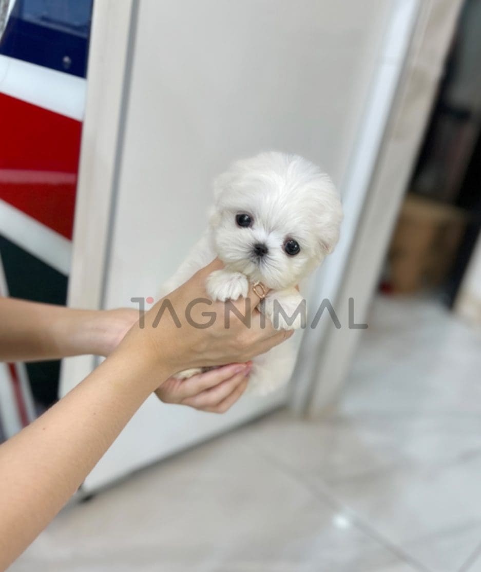 Maltese puppy for sale, dog for sale at Tagnimal