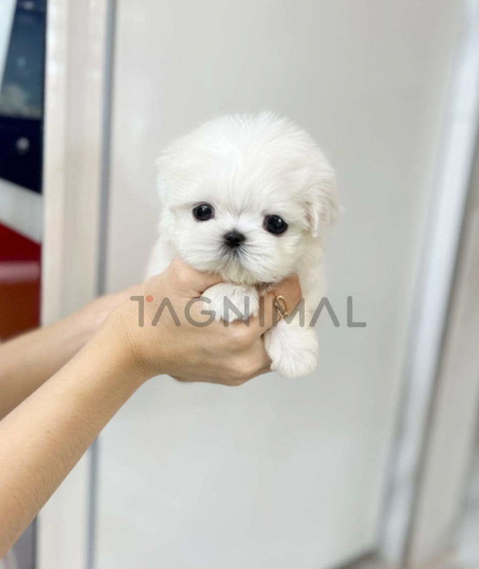 Maltese puppy for sale, dog for sale at Tagnimal