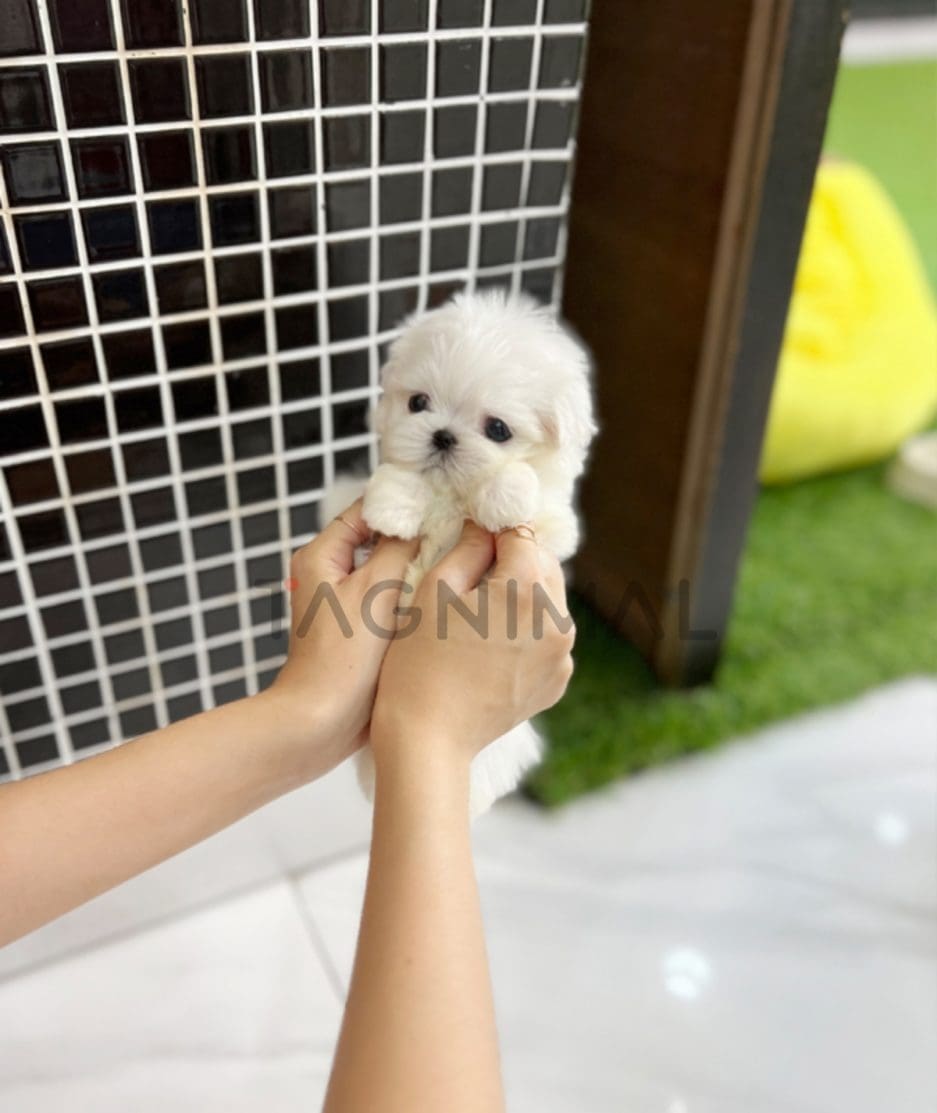 Maltese puppy for sale, dog for sale at Tagnimal