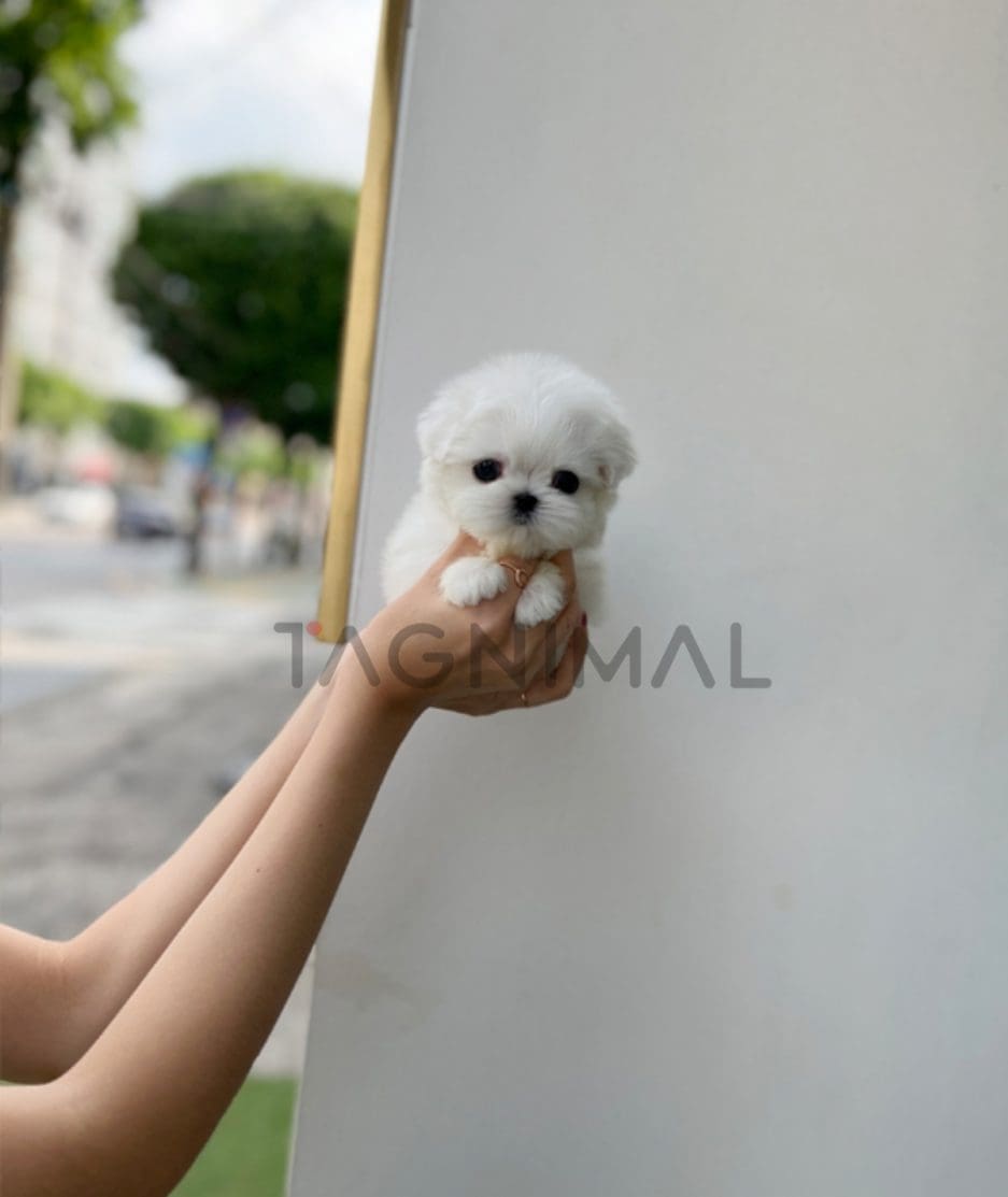 Maltese puppy for sale, dog for sale at Tagnimal