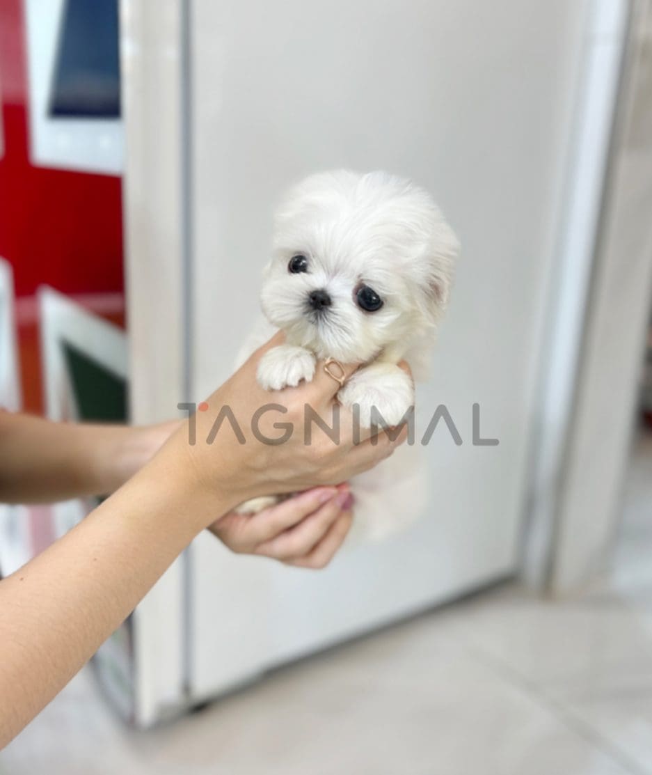 Maltese puppy for sale, dog for sale at Tagnimal