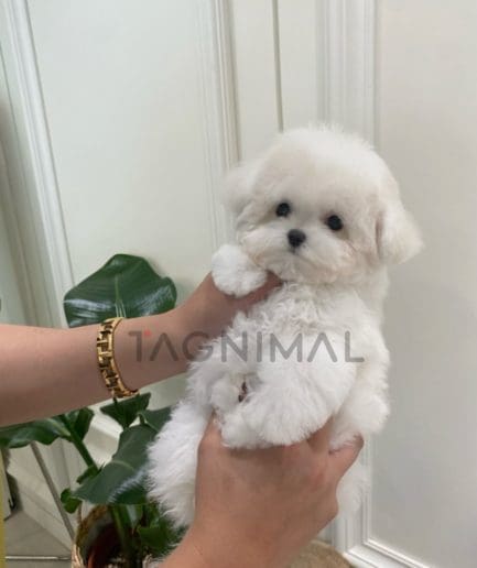 Bichon puppy for sale, dog for sale at Tagnimal