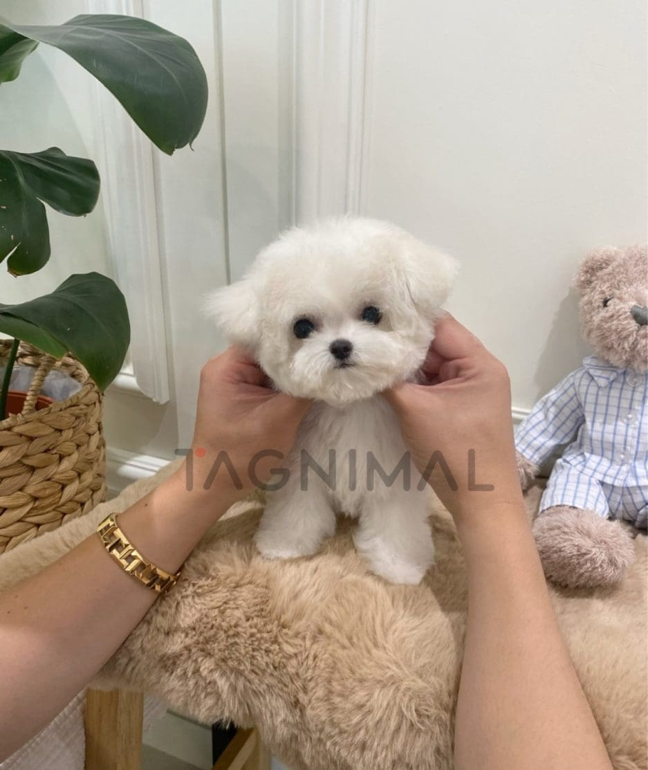 Bichon puppy for sale, dog for sale at Tagnimal