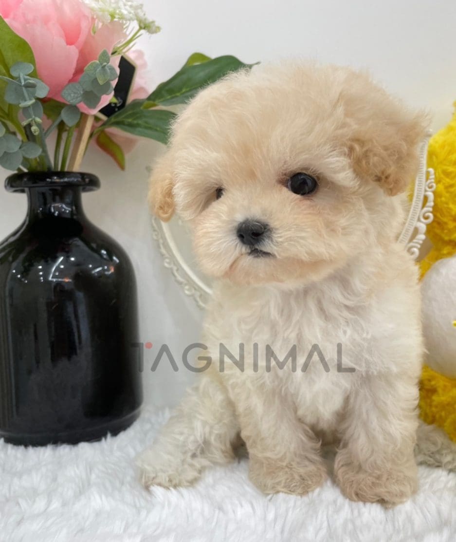 Maltipoo puppy for sale, dog for sale at Tagnimal