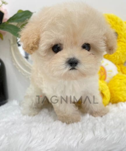 Maltipoo puppy for sale, dog for sale at Tagnimal