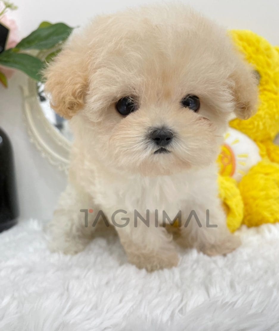 Maltipoo puppy for sale, dog for sale at Tagnimal