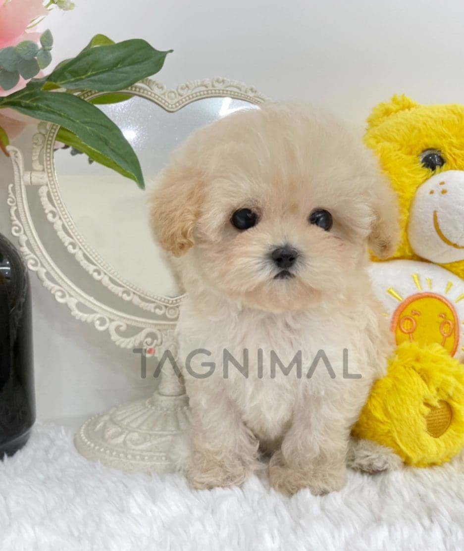 Maltipoo puppy for sale, dog for sale at Tagnimal