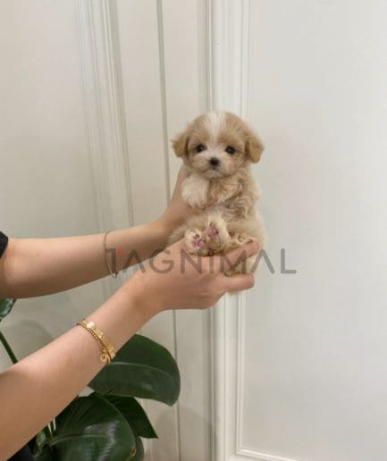 Maltipoo puppy for sale, dog for sale at Tagnimal