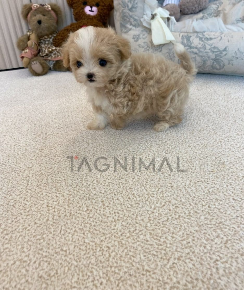 Maltipoo puppy for sale, dog for sale at Tagnimal