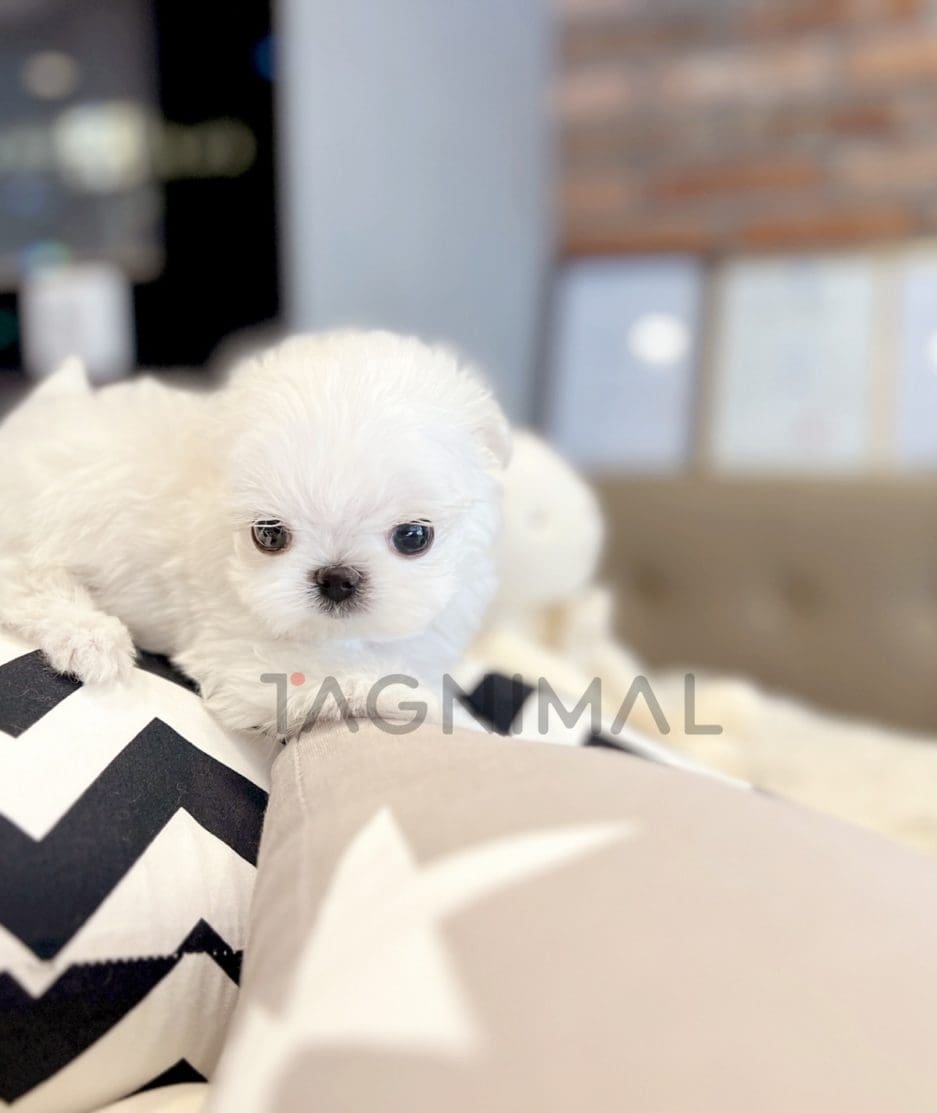 Maltese puppy for sale, dog for sale at Tagnimal