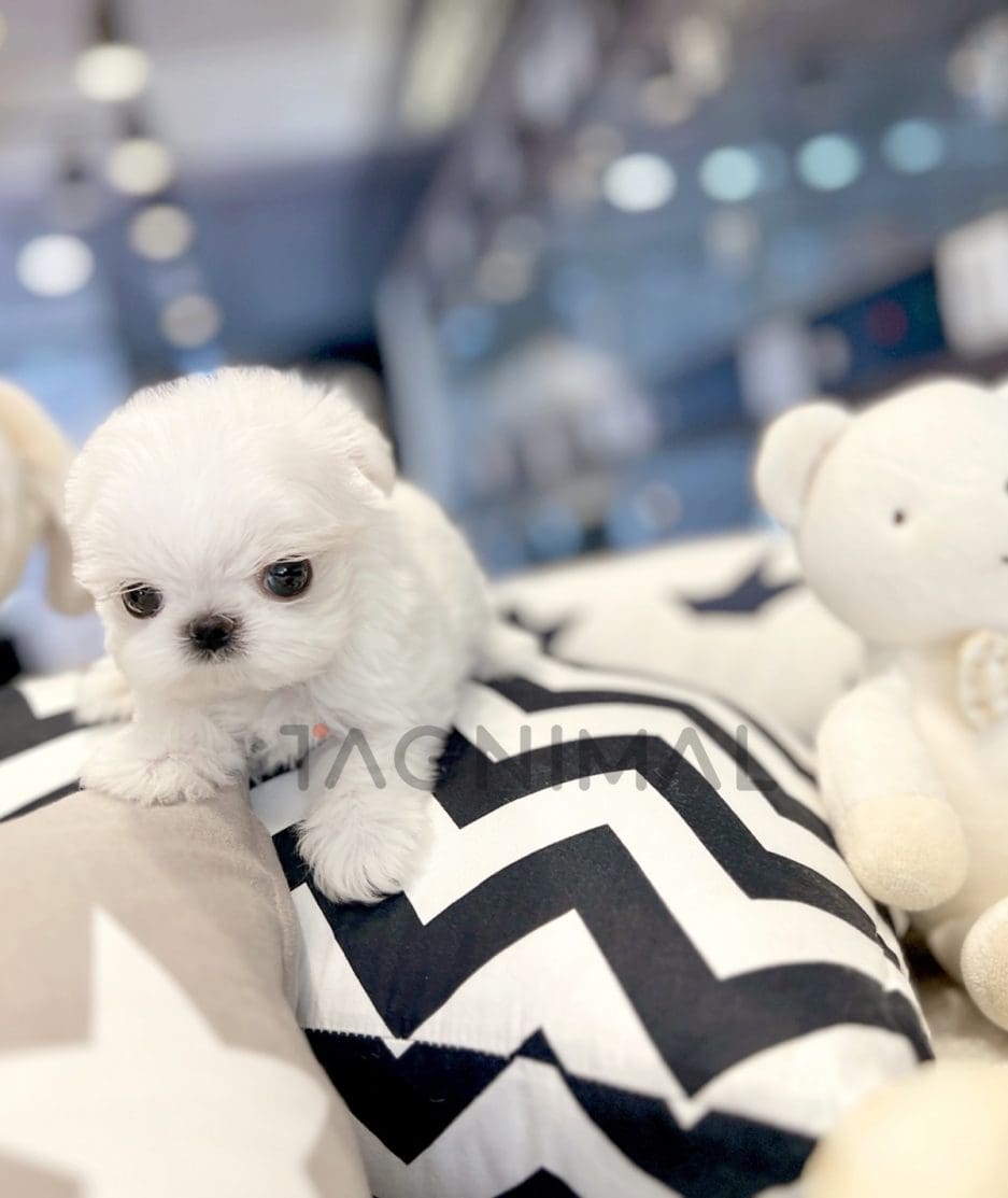 Maltese puppy for sale, dog for sale at Tagnimal