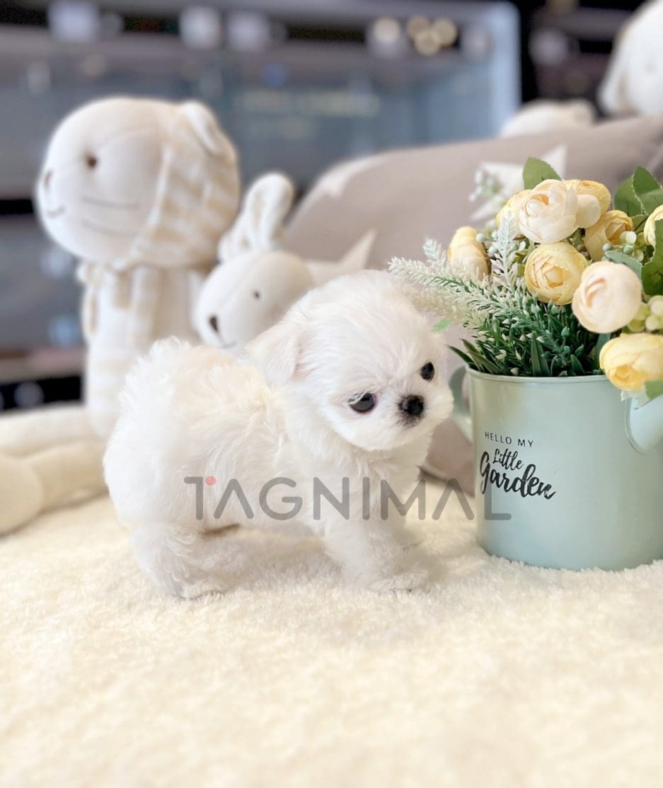 Maltese puppy for sale, dog for sale at Tagnimal