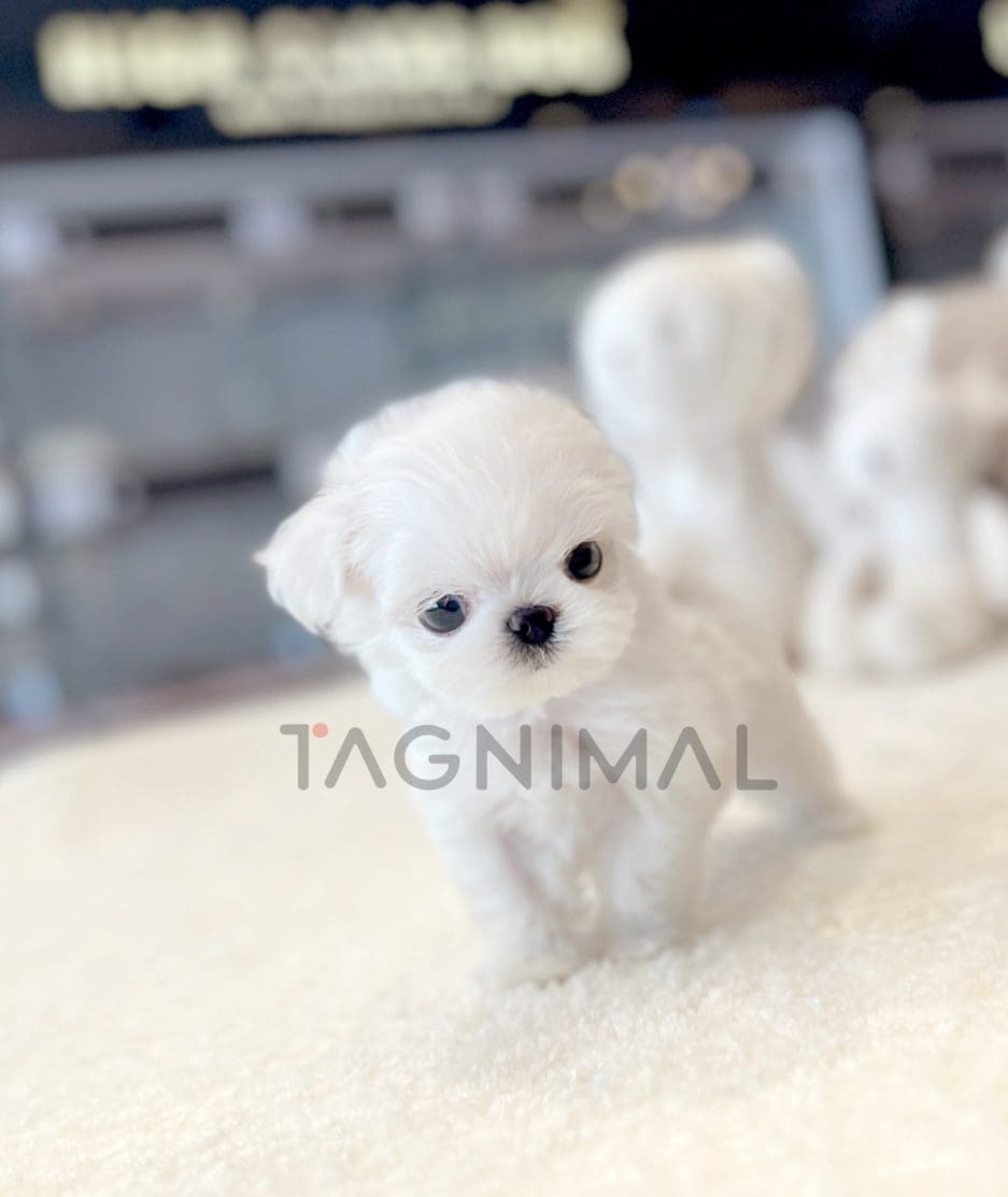 Maltese puppy for sale, dog for sale at Tagnimal