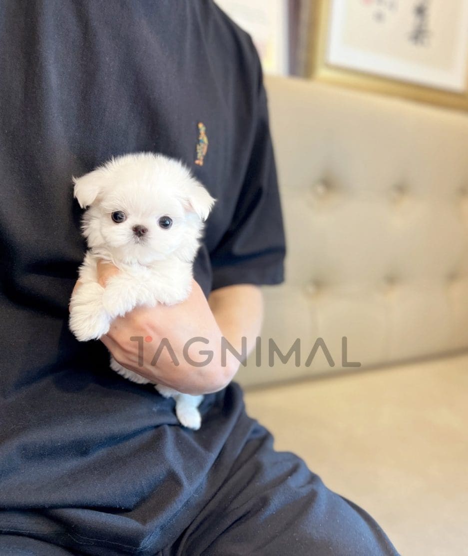 Maltese puppy for sale, dog for sale at Tagnimal